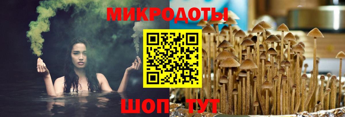 Псилоцибиновые грибы Psilocybe Киреевск